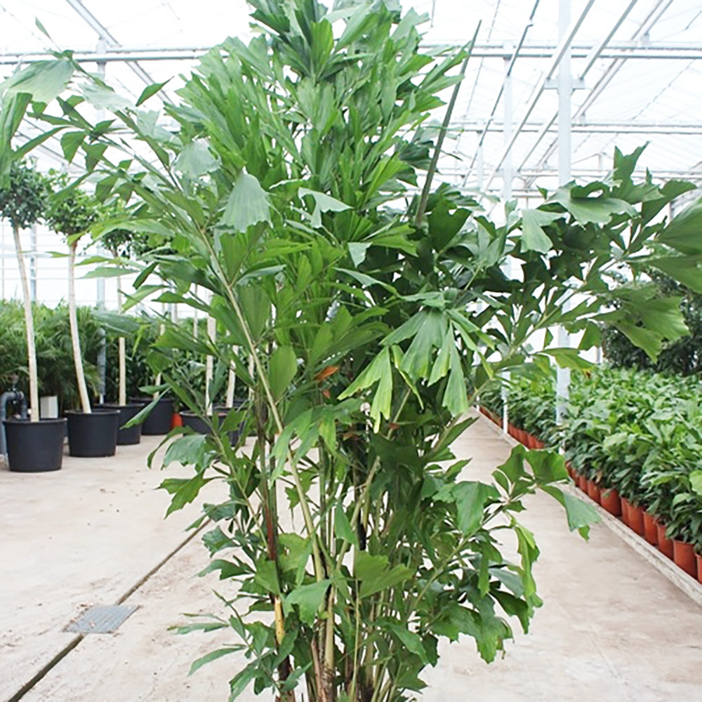 Caryota Mitis House Plant 40cm Pot , 200cm Height