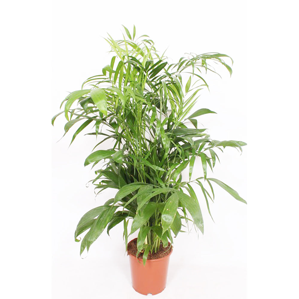 Chamaedorea Elegans House Plant 27cm Pot , 110cm Height