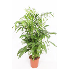 Chamaedorea Seifrizii House Plant 24cm Pot , 130cm Height