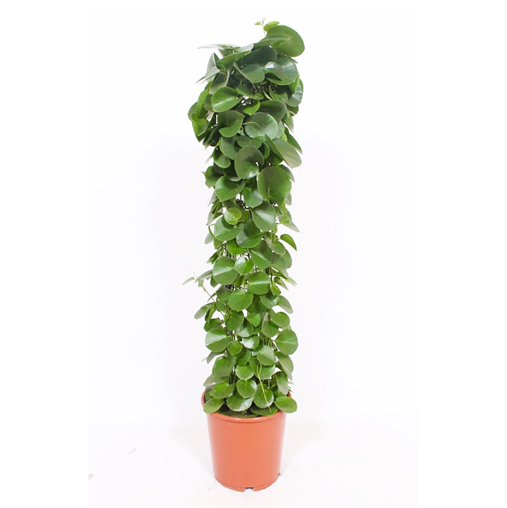 Cissus rotundifolia House Plant 27cm Pot , 160cm Height