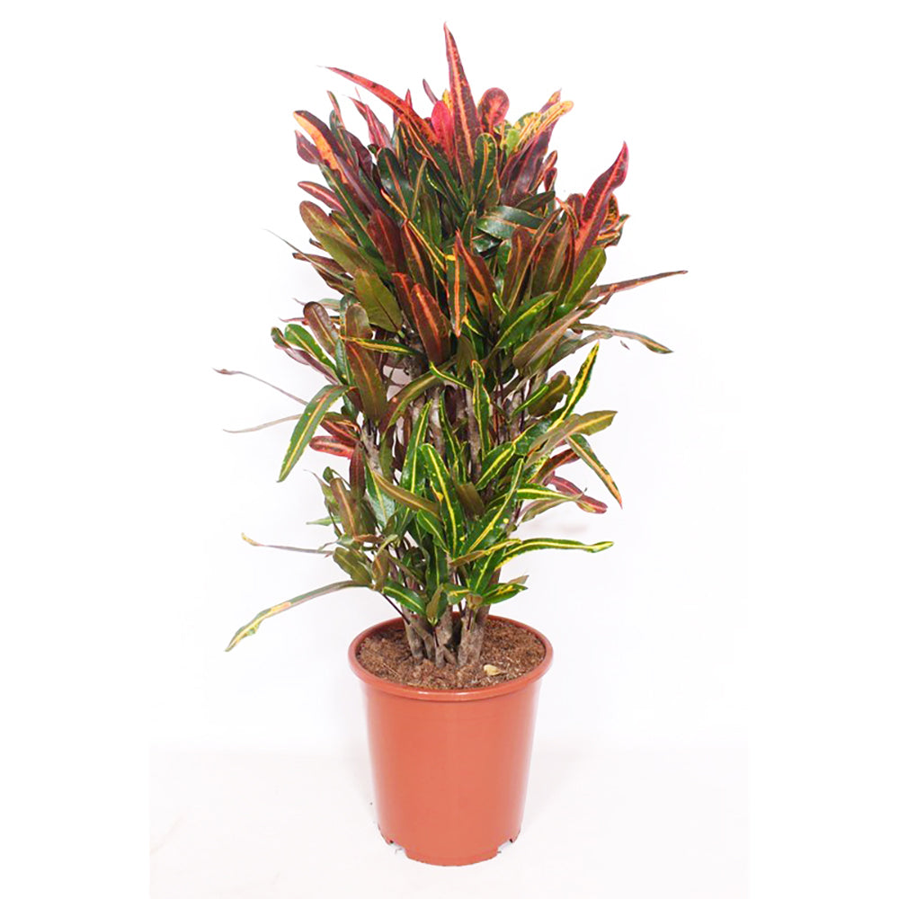 Croton Mammi House Plant 27cm Pot , 110cm Height