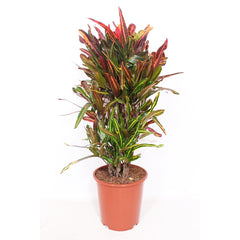 Croton Mammi House Plant 27cm Pot , 110cm Height