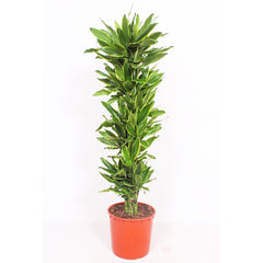 Dracaena Golden Coast House Plant 27cm Pot , 130cm Height