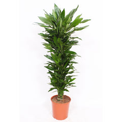Dracaena Janet Lind House Plant 30cm Pot , 160cm Height