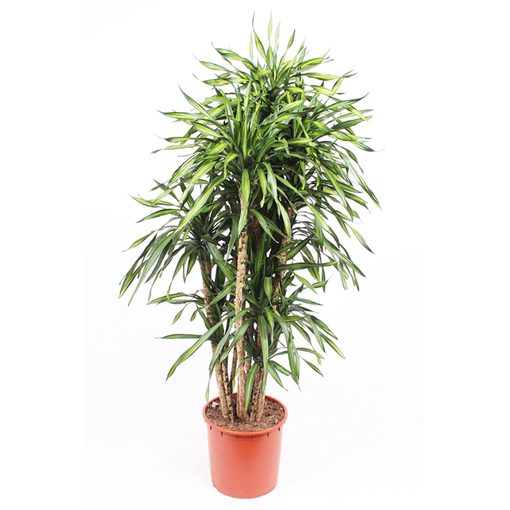 Dracaena Riki House Plant 34cm Pot , 160cm Height