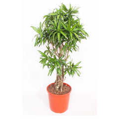 Dracaena Song of Jamaica House Plant 30cm Pot , 110cm Height