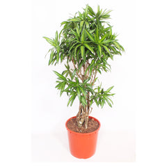 Dracaena Song of Jamaica House Plant 27cm Pot , 100cm Height