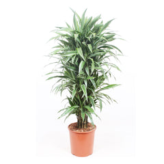 Dracaena Warneckei House Plant 34cm Pot , 170cm Height