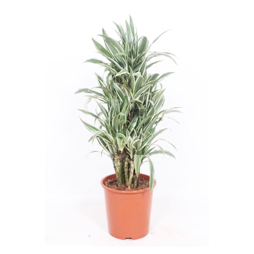 Dracaena White Stripe House Plant 27cm Pot , 110cm Height