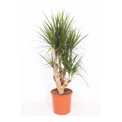 Dracaena marginata House Plant 45cm Pot , 190cm Height