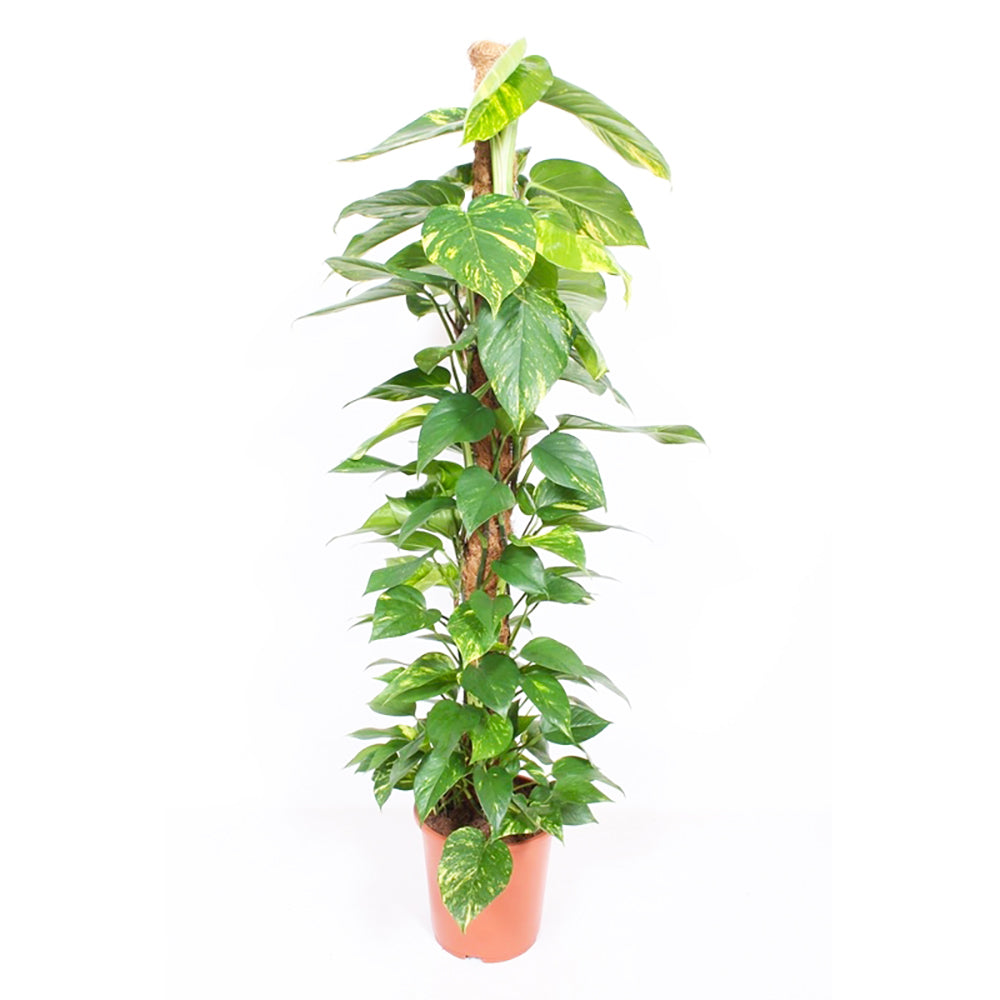 Epipremnum Aureum House Plant 34cm Pot , 180cm Height