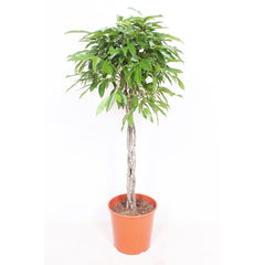 Ficus Amstel King House Plant 30cm Pot , 150cm Height