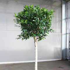 Ficus Nitida House Plant 30cm Pot , 110cm Height