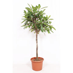 Ficus cyathistipula House Plant 50cm Pot , 250cm Height