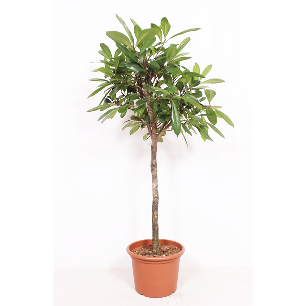 Ficus cyathistipula House Plant 27cm Pot , 130cm Height