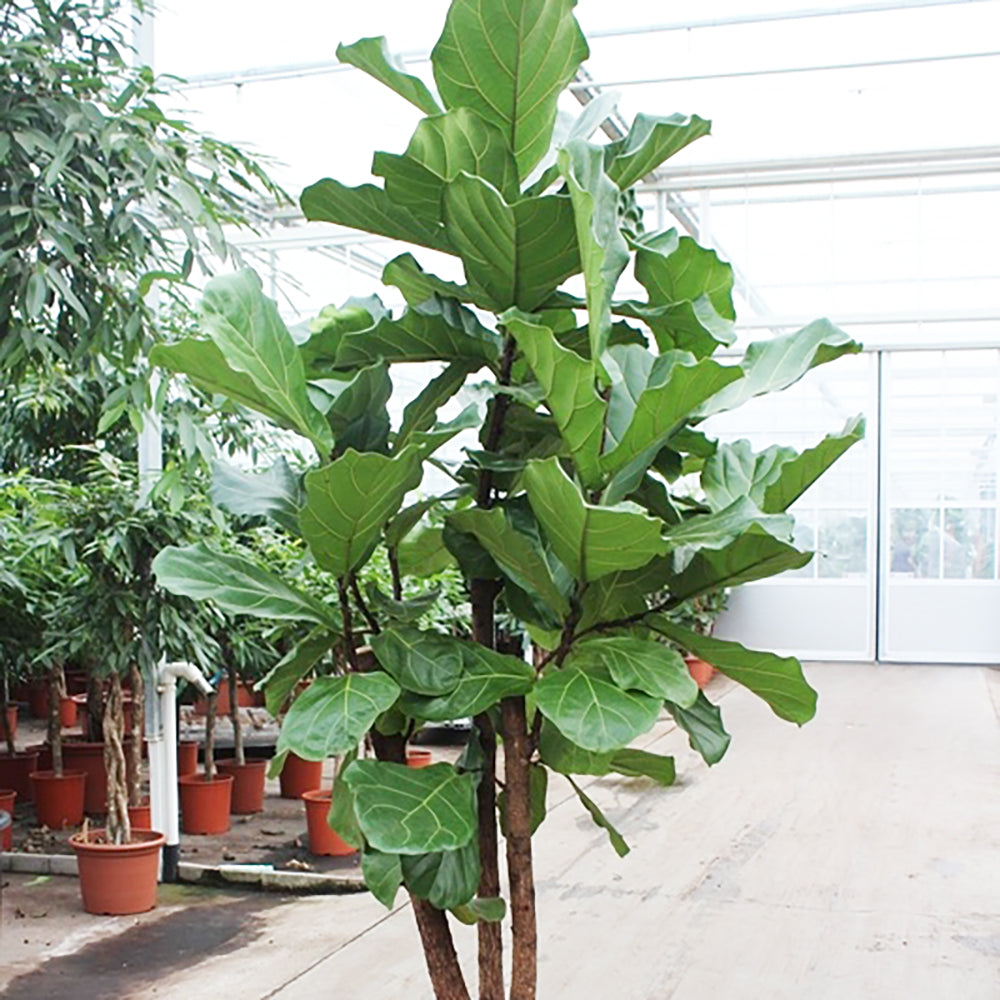 Ficus lyrata House Plant 50cm Pot , 230cm Height
