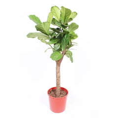 Ficus Lyrata House Plant 34cm Pot , 170cm Height