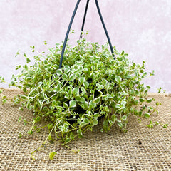 20 - 35cm Sedum Little Missy Succulent in Hanging 10cm Pot