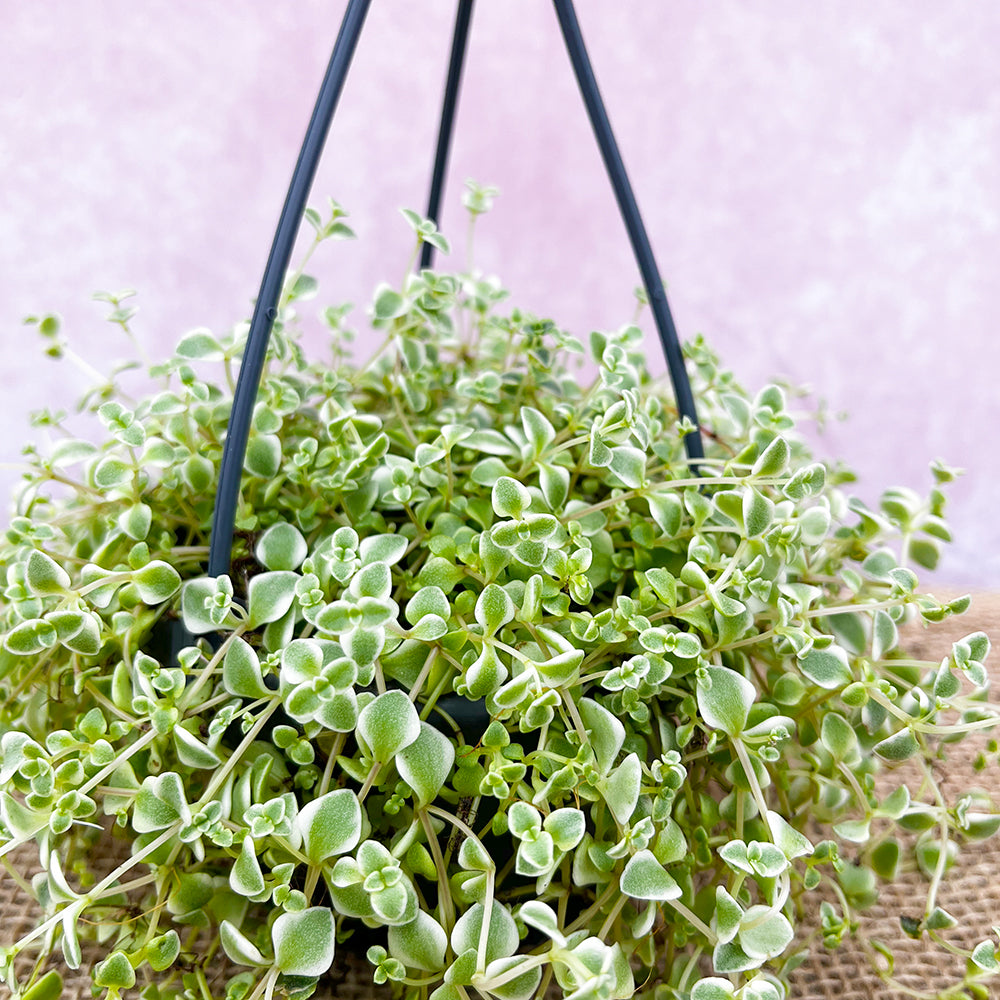 20 - 35cm Sedum Little Missy Succulent in Hanging 10cm Pot