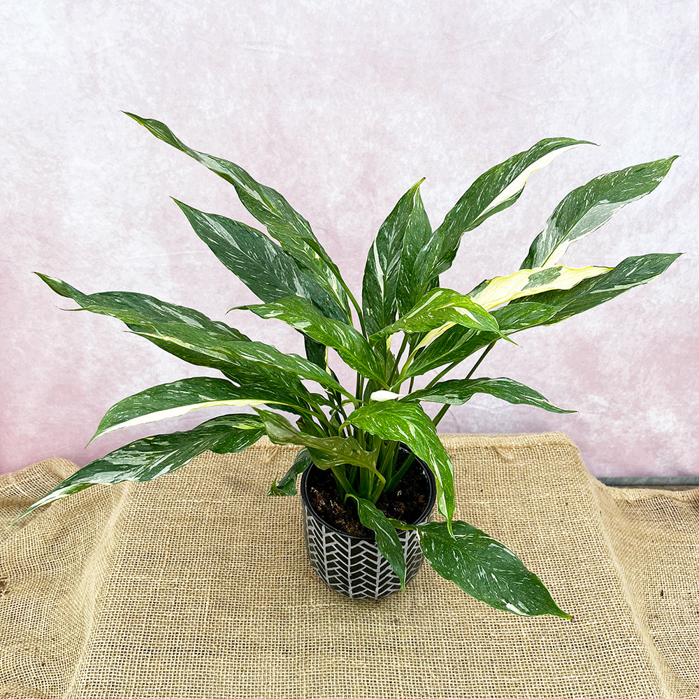 30 - 55cm Spathiphyllum Diamond Peace Lilly Variegated 14cm Pot House Plant