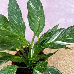 20 - 30cm Spathiphyllum Diamond Peace Lilly Variegated 12cm Pot House Plant