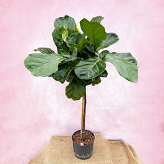 120 - 140cm Ficus Lyrata Tree  Fiddle Leaf Fig 25cm Pot House Plant