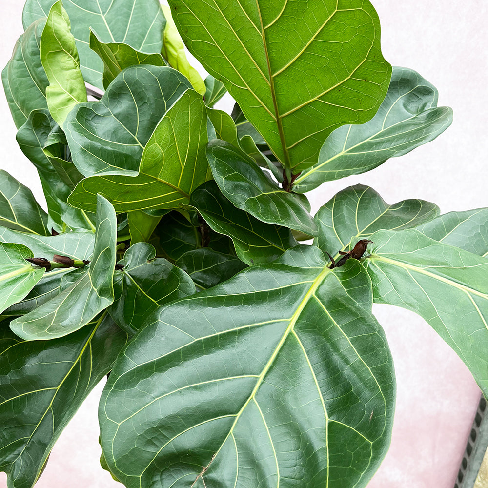 120 - 140cm Ficus Lyrata Tree  Fiddle Leaf Fig 25cm Pot House Plant