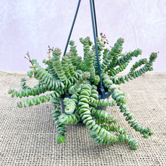 20 - 25cm Crassula Hottentot Succulent House Plant Hanging 14cm Pot