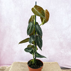40 - 50cm Philodendron Melanochrysum Large 17cm Pot House Plant