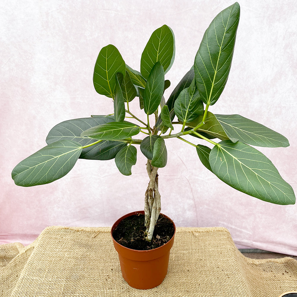 60 - 70cm Ficus Benghalensis Audrey with Twisted Stem Rubber Plant 17cm Pot House Plant