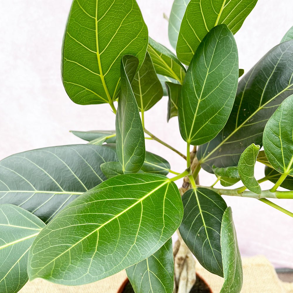 60 - 70cm Ficus Benghalensis Audrey with Twisted Stem Rubber Plant 17cm Pot House Plant