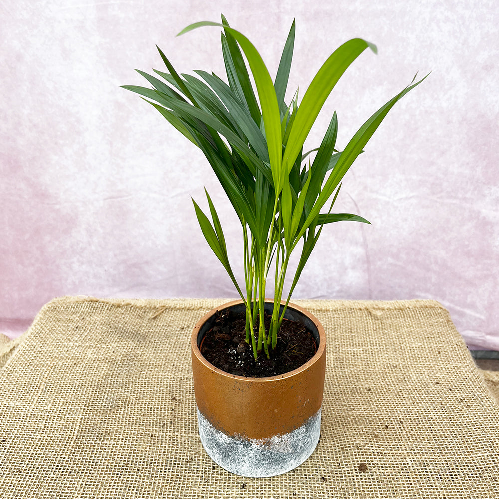 45 - 55cm Areca Palm Dypsis Lutescens 12cm Pot House Plant