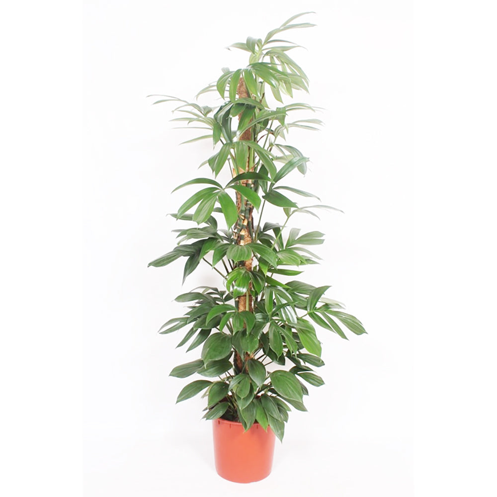 Philodendron Dragon Tail House Plant 34cm Pot , 190cm Height