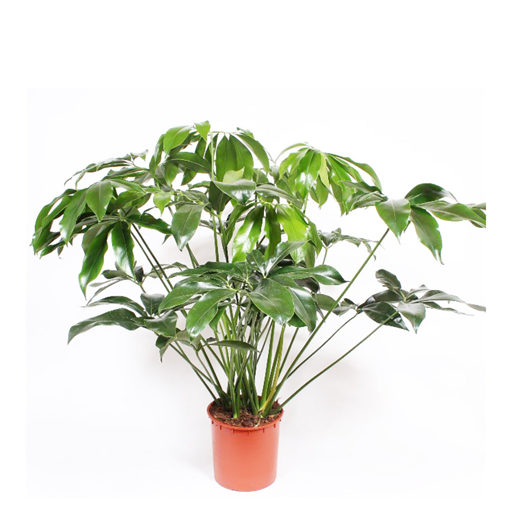 Philodendron Green Wonder House Plant 27cm Pot , 150cm Height