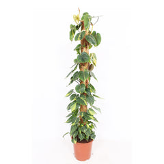 Philodendron scandens Brasil House Plant 27cm Pot , 150cm Height