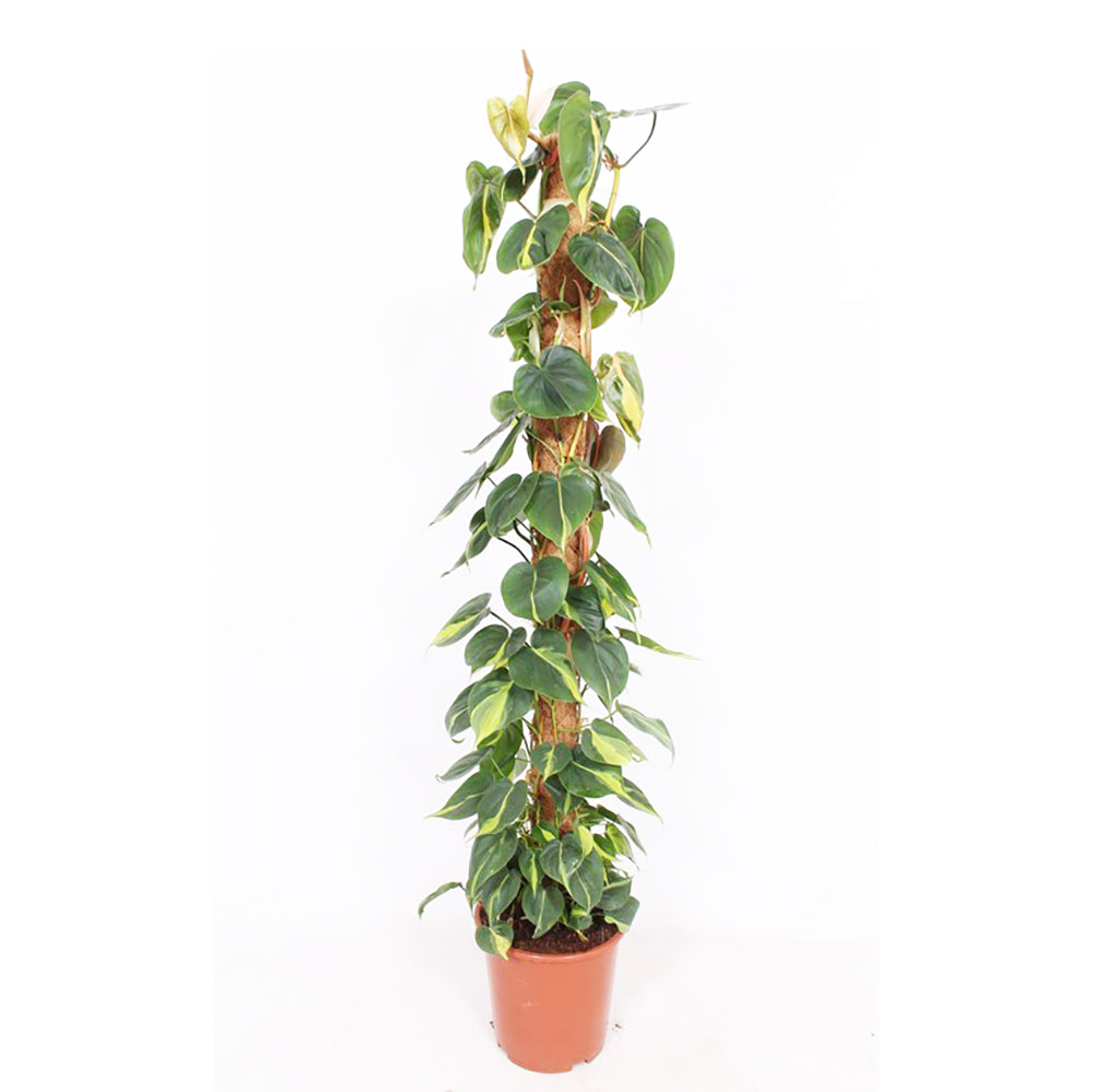 Philodendron Scandens Brasil House Plant 24cm Pot , 120cm Height