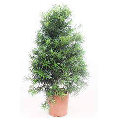 Podocarpus macrophylla House Plant 30cm Pot , 130cm Height
