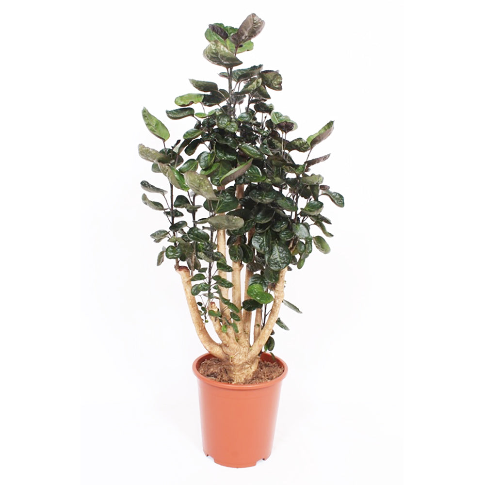 Polyscias Fabian House Plant 27cm Pot , 110cm Height