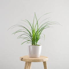Indoor plant subscription