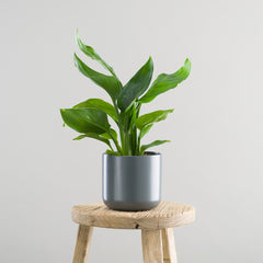 Indoor plant subscription