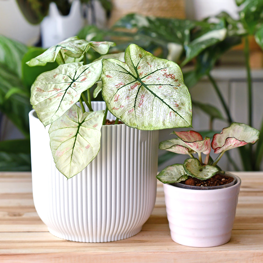 Indoor Baby Plant Subscription