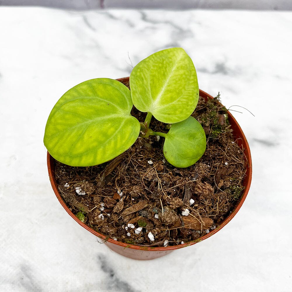 10 - 15cm Anthurium Villenaorum 9cm Pot House Plant House Plant
