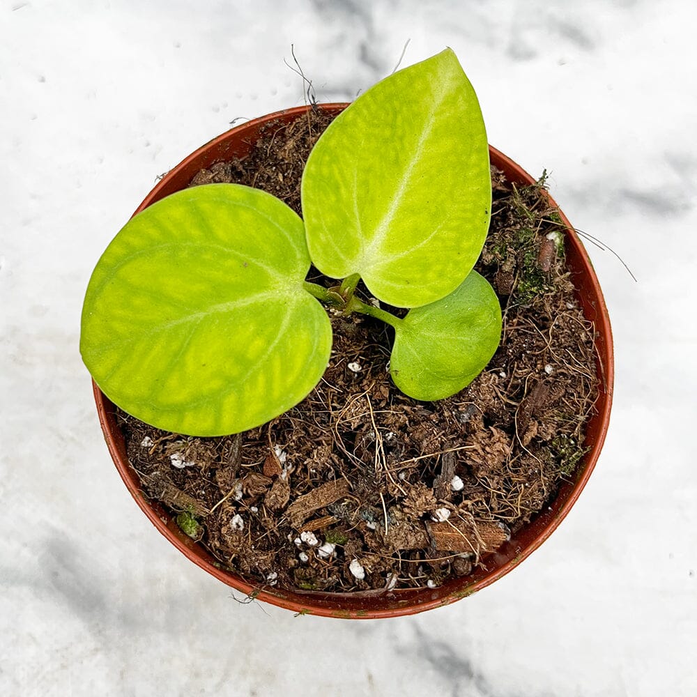10 - 15cm Anthurium Villenaorum 9cm Pot House Plant House Plant