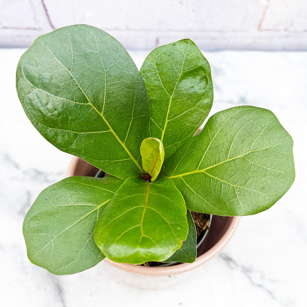 10 - 15cm Ficus Lyrata Fiddle Leaf Fig 10cm Pot House Plant House Plant