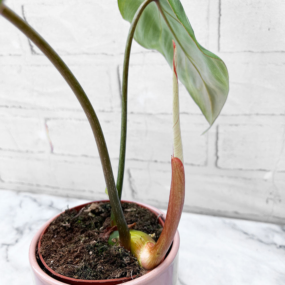 10 - 20cm Philodendron Gloriosum 9cm Pot House Plant House Plant