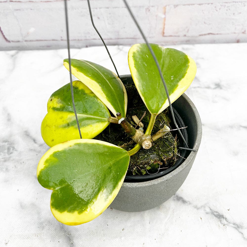 10 - 20cm Variegated Hoya Kerri Wax Plant in Hanging 10cm Pot House Plant