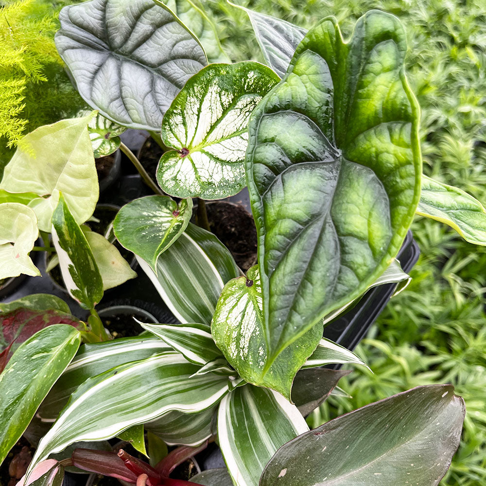 10 Baby Houseplant Bundle Mixed 6cm Pots House Plant