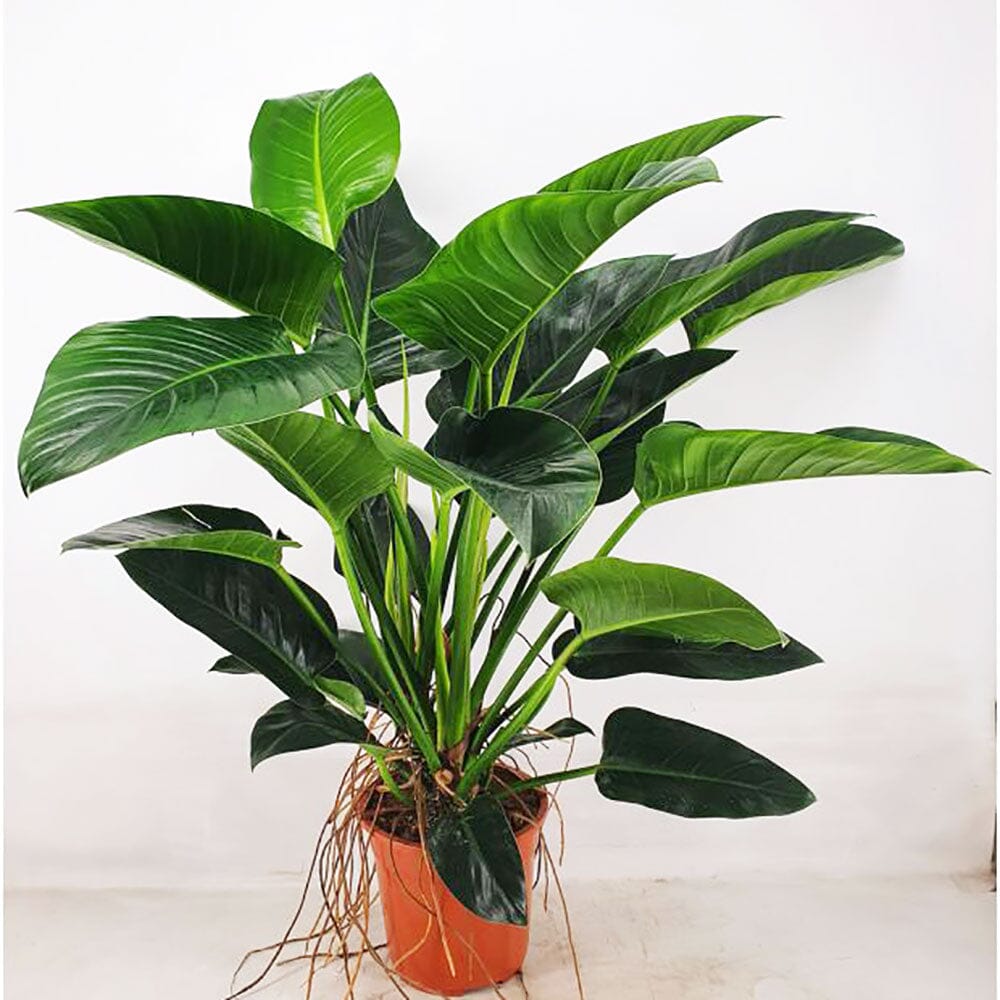 100-110cm Philodendron Congo Millions 27cm Pot House Plant – Lazy