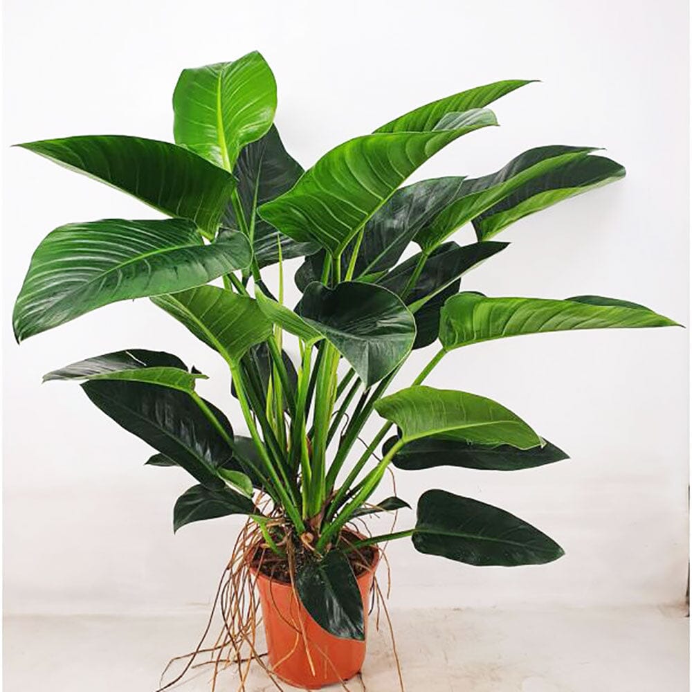 100-110cm Philodendron Congo Millions 27cm Pot House Plant House Plant
