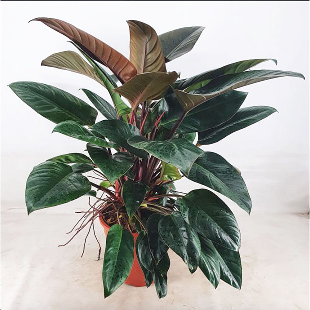 Congo Ruby Red Congo Philodendron